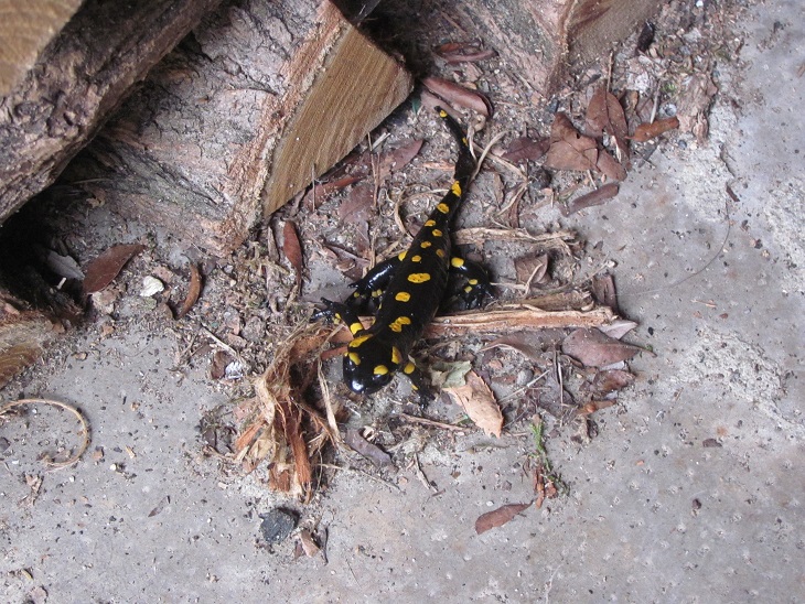 Salamandra pezzata? S